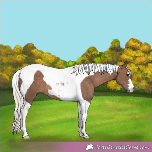 Horse Color:Silver Black Tobiano 