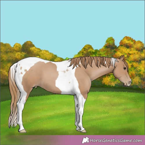Horse Color:Black Pearl Tobiano 