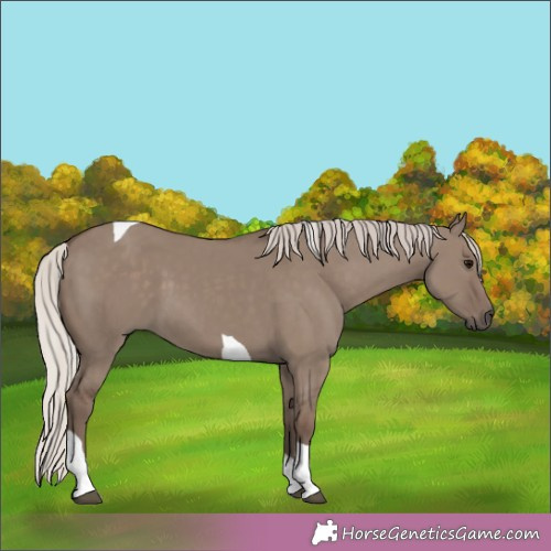 Horse Color:Silver Grullo Tobiano 