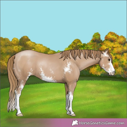 Horse Color:Black Pearl Sabino 
