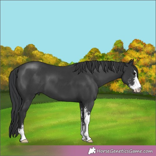 Horse Color:Black Sabino 