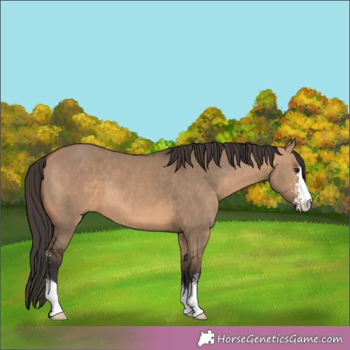 Horse Color:Bay Dun Sabino 
