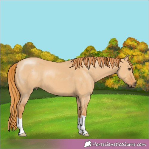 Horse Color:Red Dun 