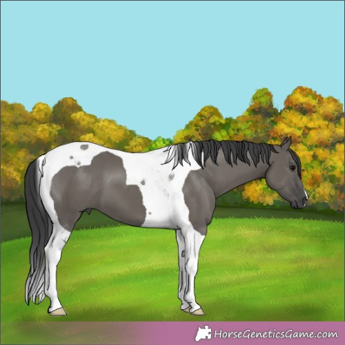 Horse Color:Grullo Tobiano 