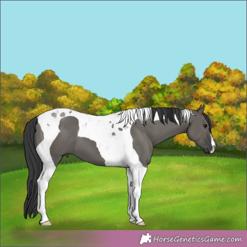 Horse Color:Grullo Tobiano 