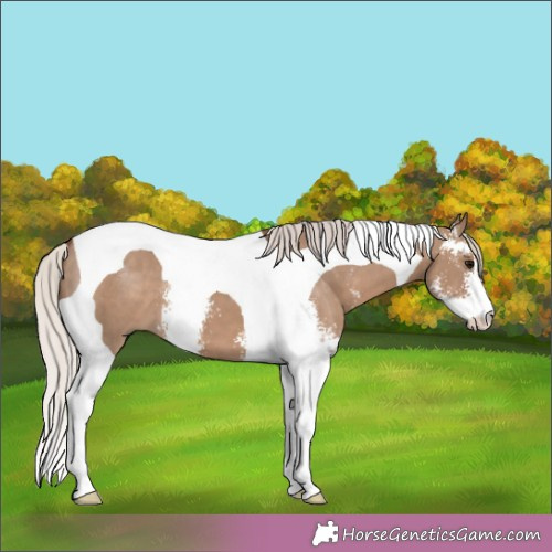 Horse Color: Silver Grullo Sabino Tobiano 
