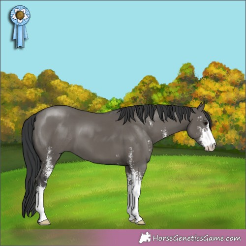 Horse Color: Grullo Sabino 