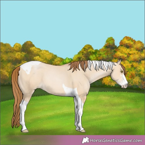 Horse Color:Bay Pearl Dun Sabino Tobiano 