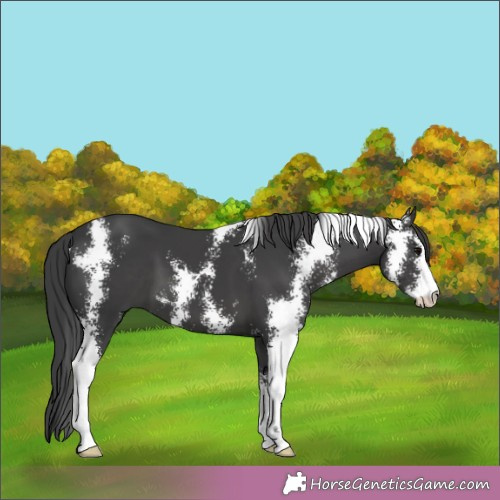 Horse Color:Black Sabino 