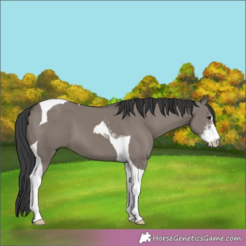 Horse Color:Grullo Sabino Tobiano 