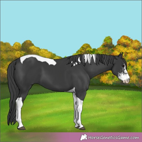 Horse Color:Black Sabino Tobiano 