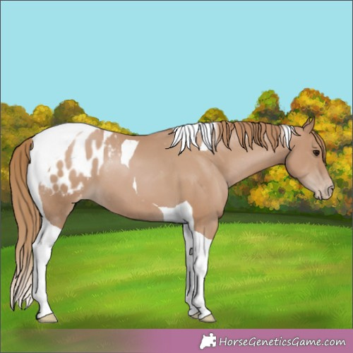 Horse Color:Black Pearl Tobiano Appaloosa 