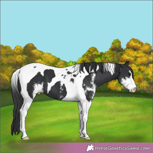 Horse Color:Black Sabino Tobiano 