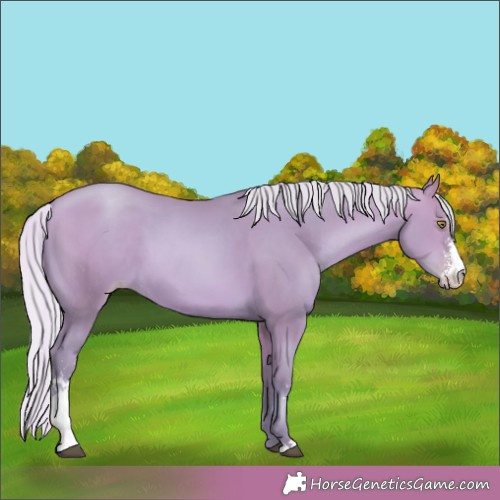 Horse Color:Watercolor Silver Bay Pearl Sabino 