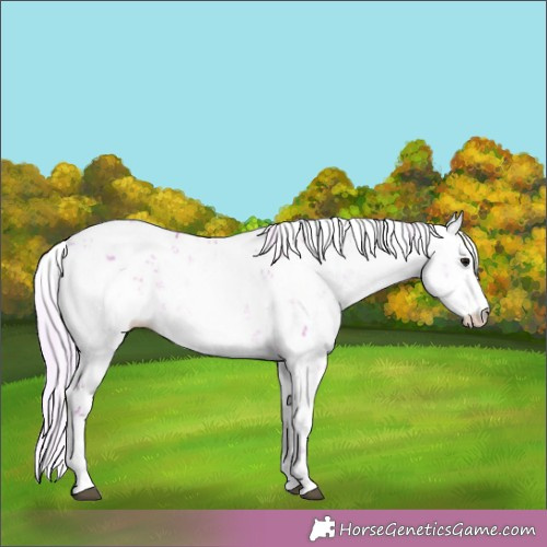 Horse Color:Watercolor Silver Grullo Sabino 