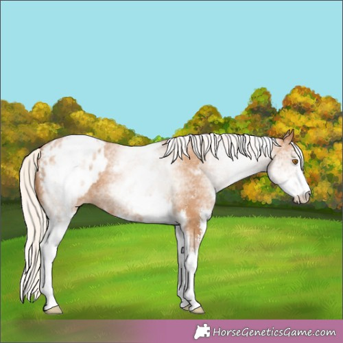 Horse Color:White Spotted Silver Black Pearl Sabino Appaloosa 