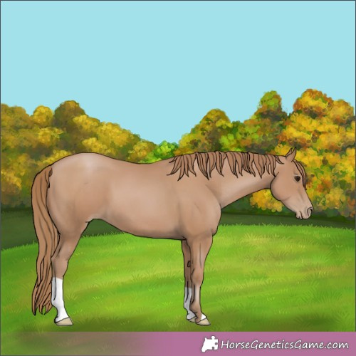 Horse Color:Black Pearl 