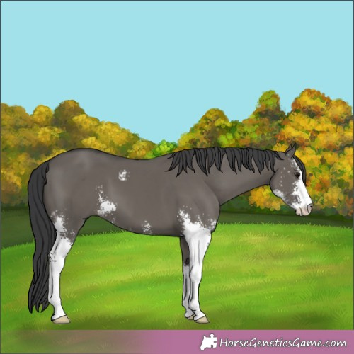 Horse Color:Grullo Sabino 