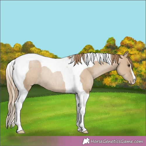 Horse Color:Grullo Pearl Tobiano Rabicano 