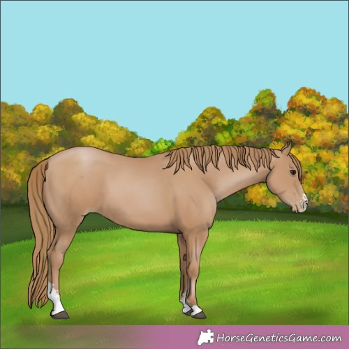 Horse Color:Black Pearl Sabino 