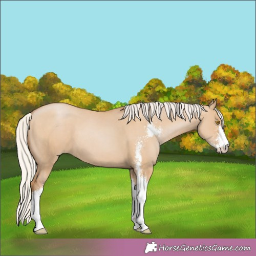 Horse Color:Silver Grullo Pearl Sabino 