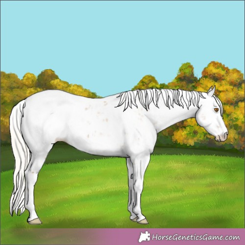 Horse Color:Silver Black Pearl Sabino Appaloosa 