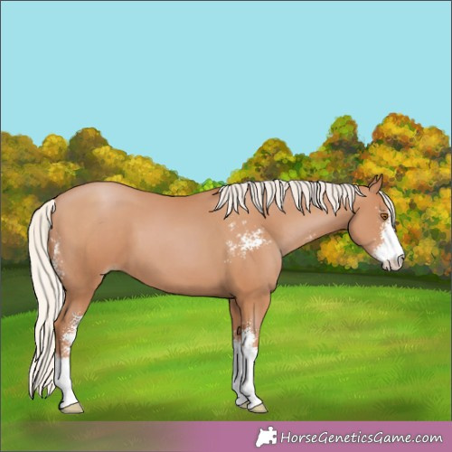 Horse Color:Silver Black Pearl Sabino 