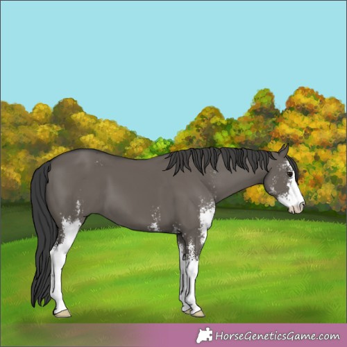 Horse Color:Grullo Sabino 