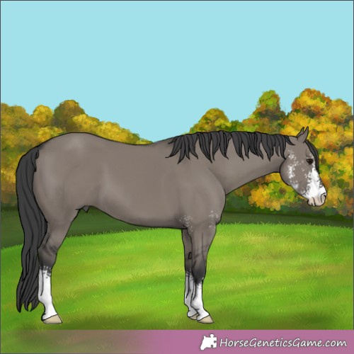 Horse Color:Grullo Sabino 