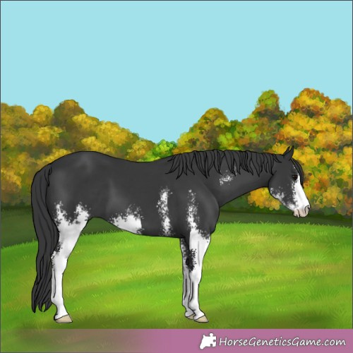 Horse Color:Black Sabino 