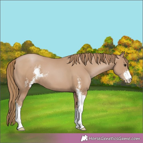 Horse Color:Black Pearl Sabino 