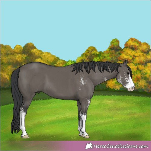 Horse Color:Grullo Sabino 