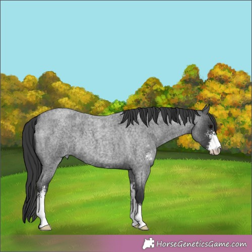 Horse Color:Blue Roan Sabino 