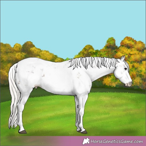 Horse Color:Silver Black Sabino 