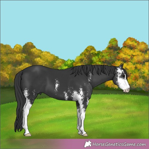 Horse Color:Black Sabino 