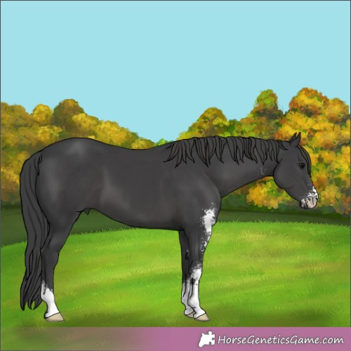 Horse Color:Black Sabino 