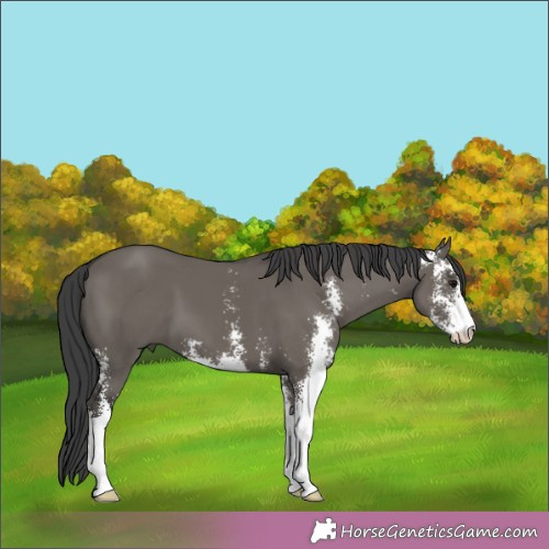 Horse Color:Grullo Sabino 
