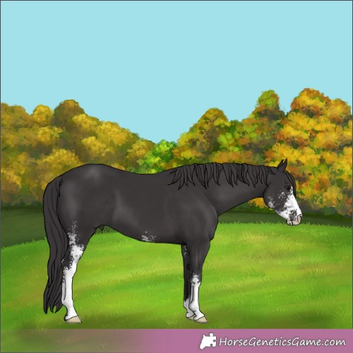 Horse Color:Smoky Black Sabino 