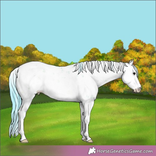 Horse Color:Watercolor Bay Sabino 