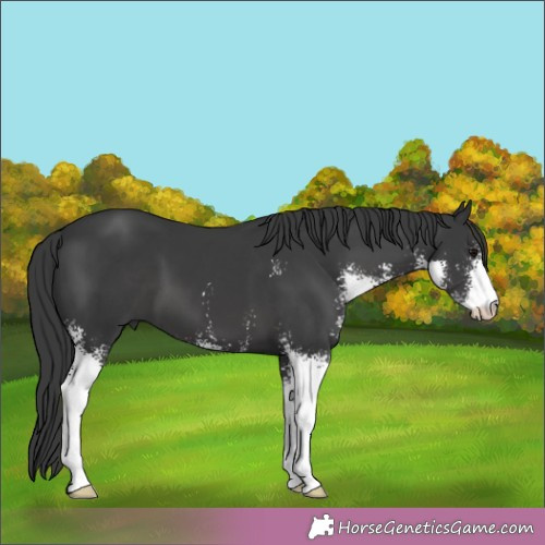Horse Color:Black Sabino 