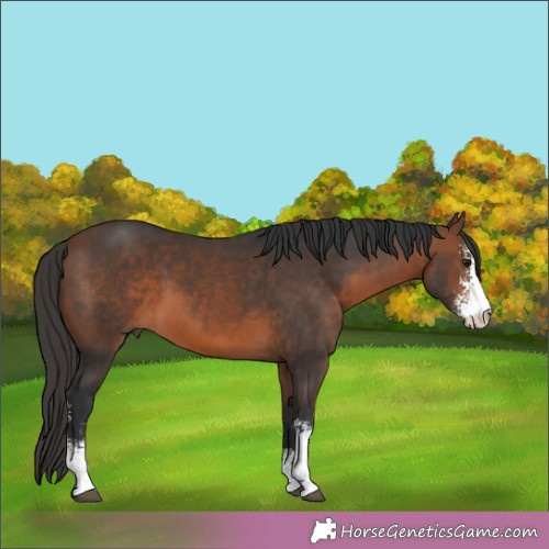 Horse Color:Brown Sabino 
