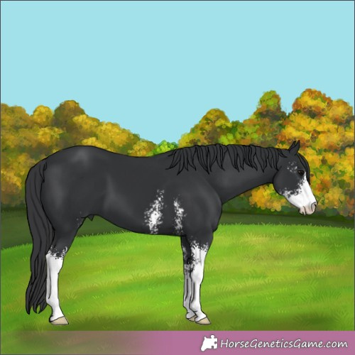 Horse Color:Black Sabino 