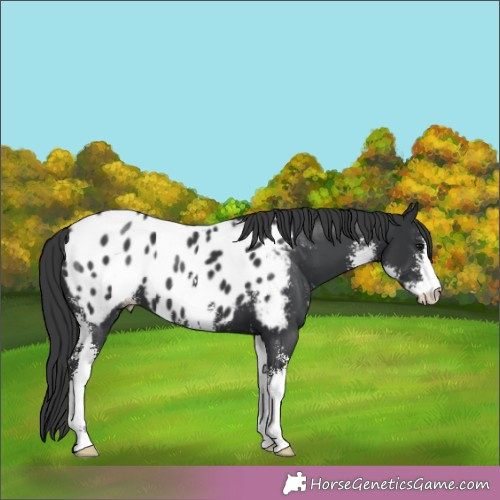 Horse Color:Black Sabino Appaloosa 