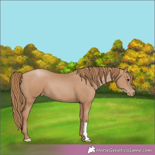 Horse Color:Black Pearl 
