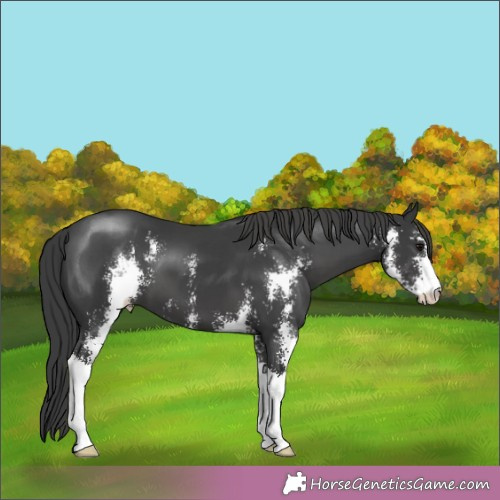 Horse Color:Black Sabino 