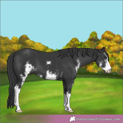 Horse Color:Black Sabino 
