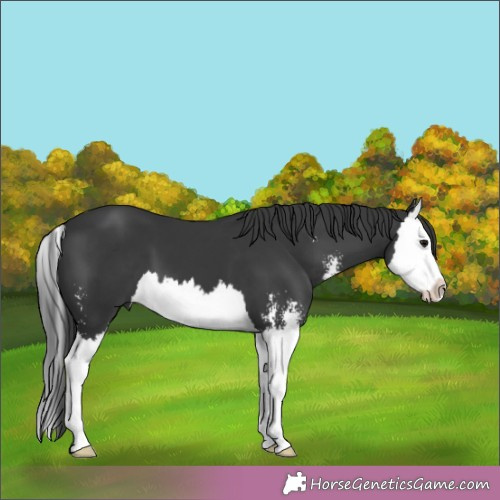 Horse Color:Black Sabino Splash 