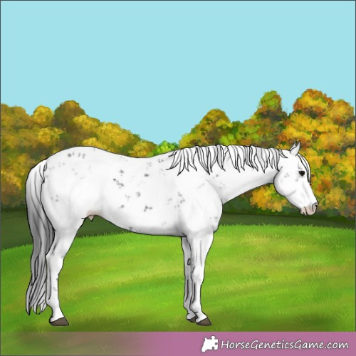 Horse Color:Black Sabino 