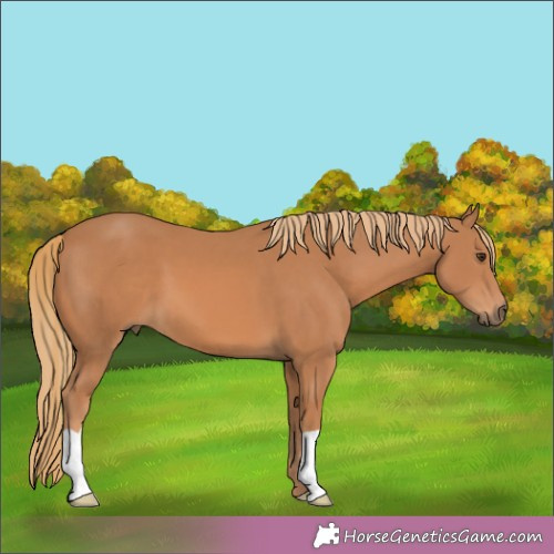 Horse Color:Chestnut 
