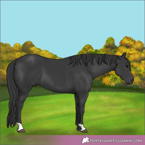 Horse Color:Black 